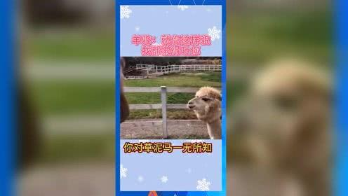 吃瓜娱乐周边,揭秘吃瓜娱乐周边的趣味世界